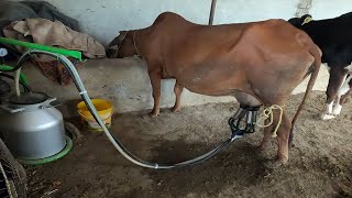 How Automatic Cow Milking Machine Works  cow milki