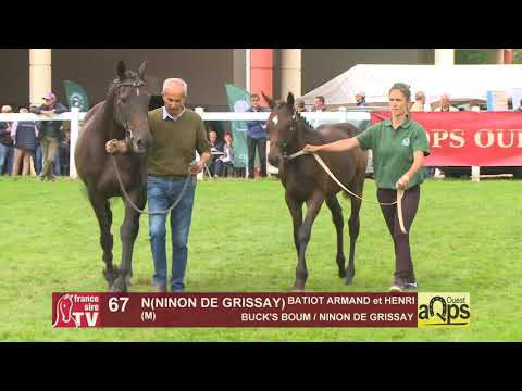Show Aqps Ouest 2019 : Lot 67 - N(NINON DE GRISSAY  2019)