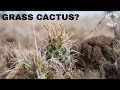 THIS CRYPTIC CACTI MIMICS GRASS AND SURVIVES SNOWY WINTERS IN NEW MEXICO