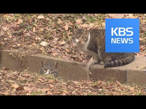 Homeless Cats / KBS뉴스(News)