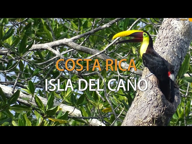 Isla del Caño snorkeling tour