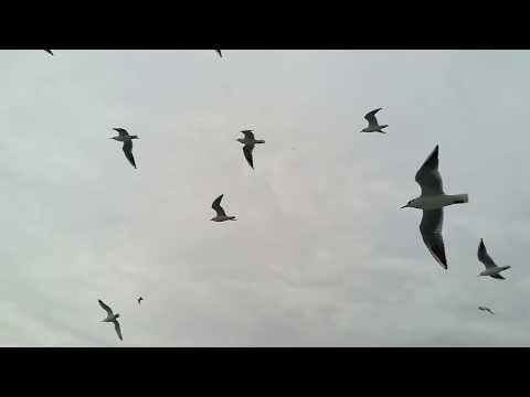 Nicu și Nuța Fasolă - O, DAC-AȘ FI UN ÎNGER