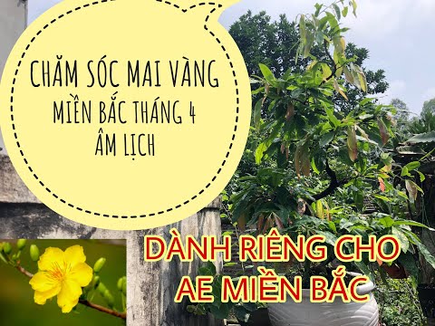 CHĂM SÓC MAI VÀNG MIỀN BẮC THÁNG 4 ÂM LỊCH