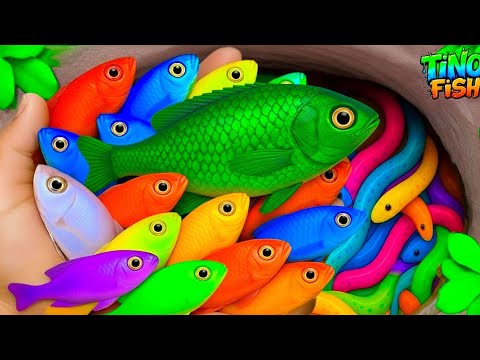 I find colorful ornamental fish in tiny pond, platy fish, baby turtle, goldfish, betta fish, eel,koi