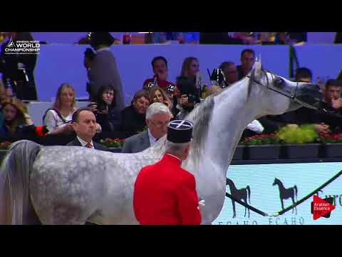 N.97 NADEEM EL ARAB - Paris 2017 - Junior Colts (Class CM5B)