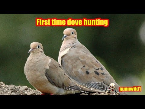 First time dove hunting