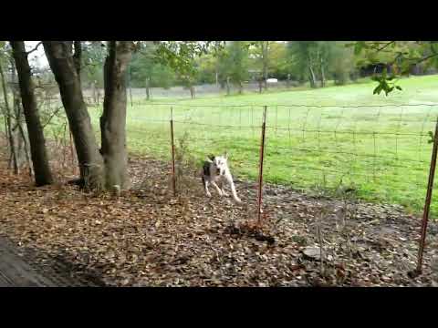 Naughty barking Dogs while walking with Elisha and Silas 11.26.2016