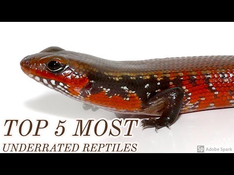 Top 5 Most Underrated Reptiles