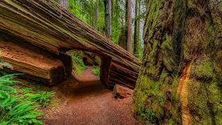 Tall Trees Grove Loop Trail 4K | Calm Walk Through the World’s Tallest Trees - Part 1