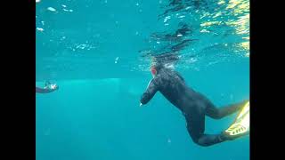 SWIMMING WITH HUMPBACK WHALES AT NINGALOO REEF