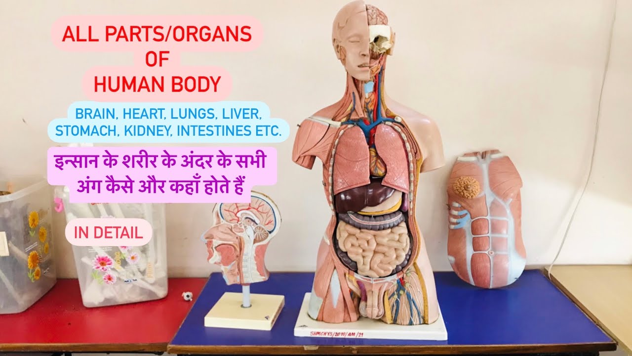 FullVideo-All Parts/Organs of Human Body | इंसान के शरीर के सभी अंग अंदर से कैसे होते हैं #anatomy