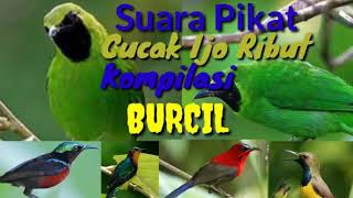Download lagu suara pikat cucak ijo mini ribut kompilasi burcil mp3 Download lagu suara pikat cucak ijo mini ribut kompilasi burcil mp3
