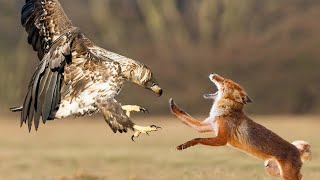 Eagles Mercilessly Capture Foxes