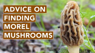 Morel Mushroom Advice You