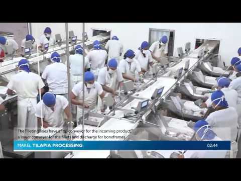 Marel Tilapia processing   Standard Flowline   YouTube