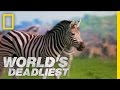 Zebra Vs Zebra World S Deadliest