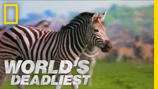 World's Deadliest - Zebra vs. Zebra