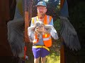 Checking A Herring Gull Chick That Fell From The Nest Bird Seagull Chick Animalrescue