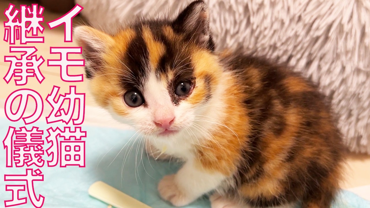 よちよち幼猫姉妹、伝統を受け継ぐ儀式　Naming the Kitties