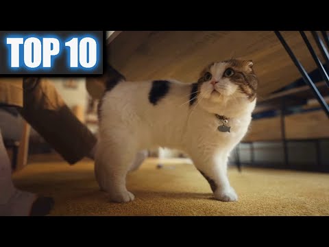 10 Funny Cat Commercials - Funny Animals