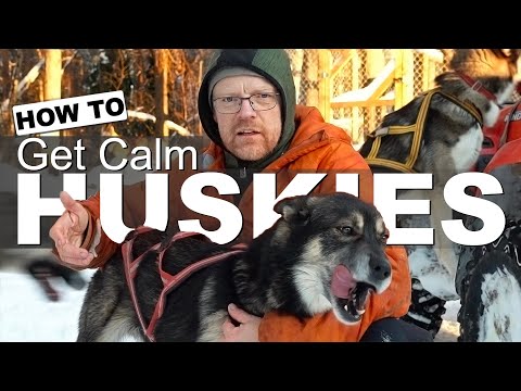 HUSKY TRAINING TIPS | How to Get Calm Sled Dogs. Siberian Husky Working Dogs
