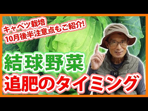 園芸 正方形の菜園、始まります