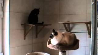 preview picture of video 'Hôtel pour chats La Récré Moustaches'