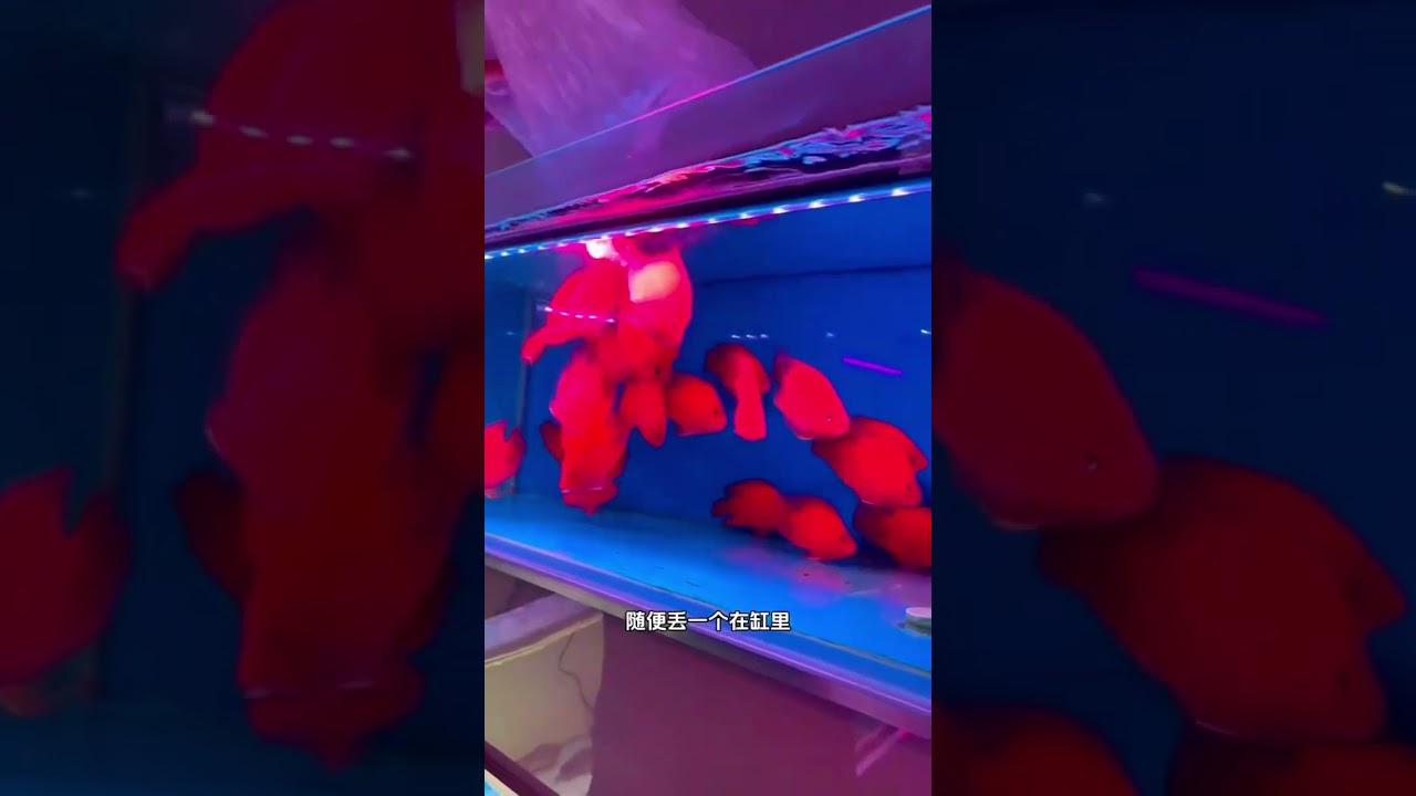 紅紅火火的鸚鵡魚來大福利了！#鸚鵡魚 #冷水鸚鵡魚 #紅鸚鵡魚 #觀賞魚世界 #財神鸚鵡魚