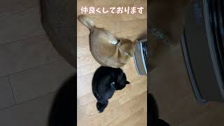 先輩・柴さんと新人・黒柴子犬の相性は？ #柴犬 #子犬 #shibainu