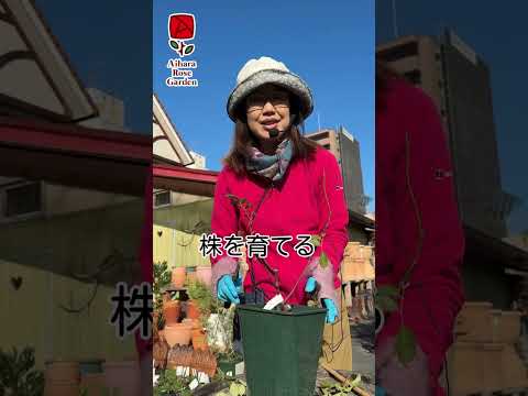 春に剪定すべきではない植物はどれですか?またその理由は何ですか?  庭園