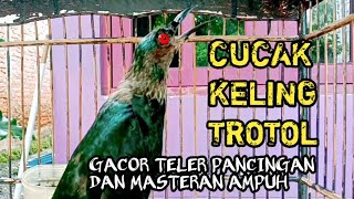 Download lagu burung cucak keling trotol gacor teler || pancingan cucak keling agar bunyi mp3 Download lagu burung cucak keling trotol gacor teler || pancingan cucak keling agar bunyi mp3