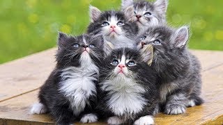 Смешные животные Смешные собаки Приколы с кошками - Хайповое видео (2019) МатроскинТВ