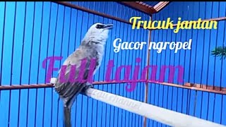 Download lagu Burung Trucukan Jantan Gacor Ropel Tajam mp3