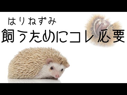 ここにハリネズミ用のシェルターを作る方法は、哺乳類のキャビンを引き寄せたり、場所を作ったりする方法です。