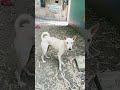 Tomi Ka Nishana Vlog Short Dog Nishana