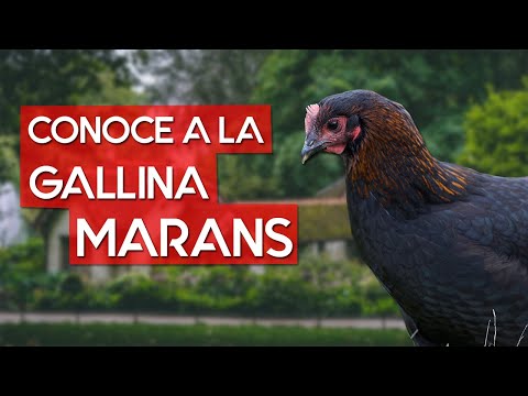 , title : 'Gallina Marans 🐔  La raza Francesa de los huevos color chocolate'