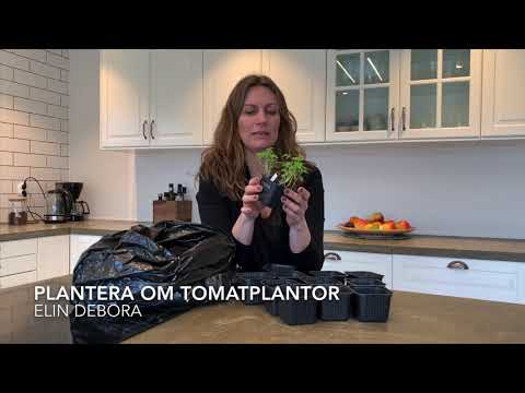 Plantera om tomatplantor