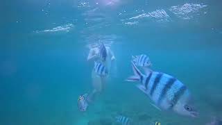 10월의 어느 바람이 많이 불고 비가 내리는 날, 러시아와 독일 친구 두 명이 나트랑의 바다에서 수영을 하러 갔습니다.