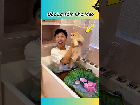 😂 Cả Nhà Bày Trò Khiến Mẹ Đau Đầu #thúcưng #vậtnuôi #chómèohàihước #funny #pets #cat #cute