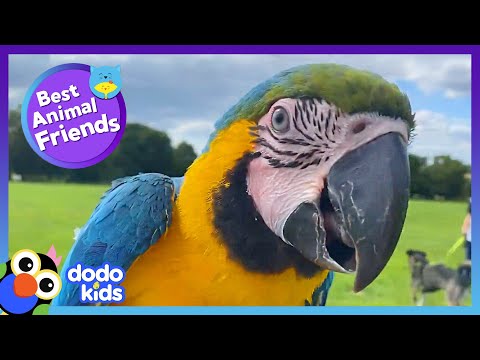 Un perroquet n'est pas le bienvenu dans la maison d'un chien... jusqu'à ce qu'il le voie voler ! | dodo kids | meilleurs amis des animaux