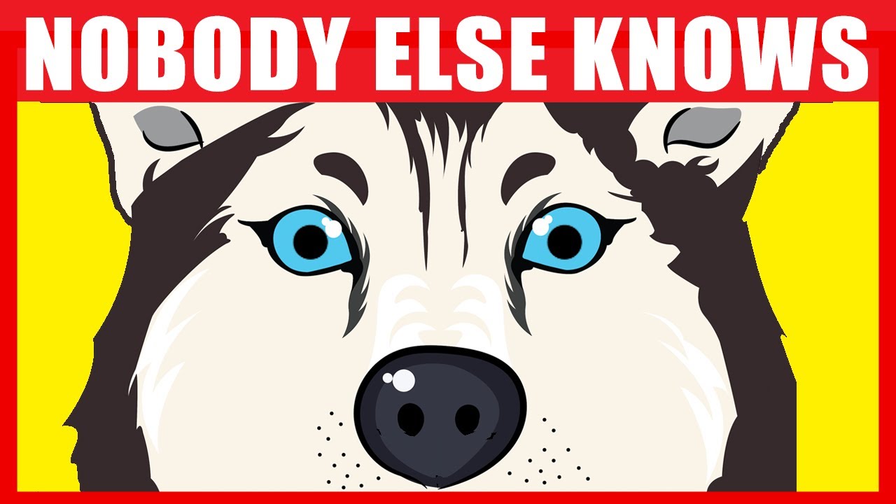 17 Secrets Your Dog Knows About You