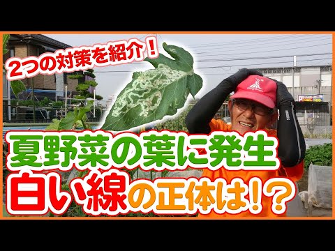 クリハモグリバエ - 定義