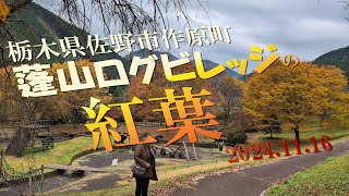 【VLOG】蓬山ログビレッジの《紅葉》 栃木県佐野市作原町 2024.11.16