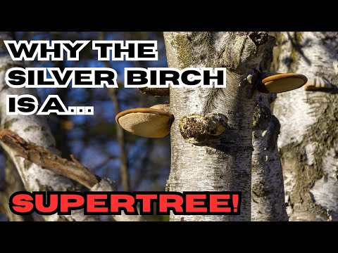 Why the Silver Birch is a SUPERTREE! 