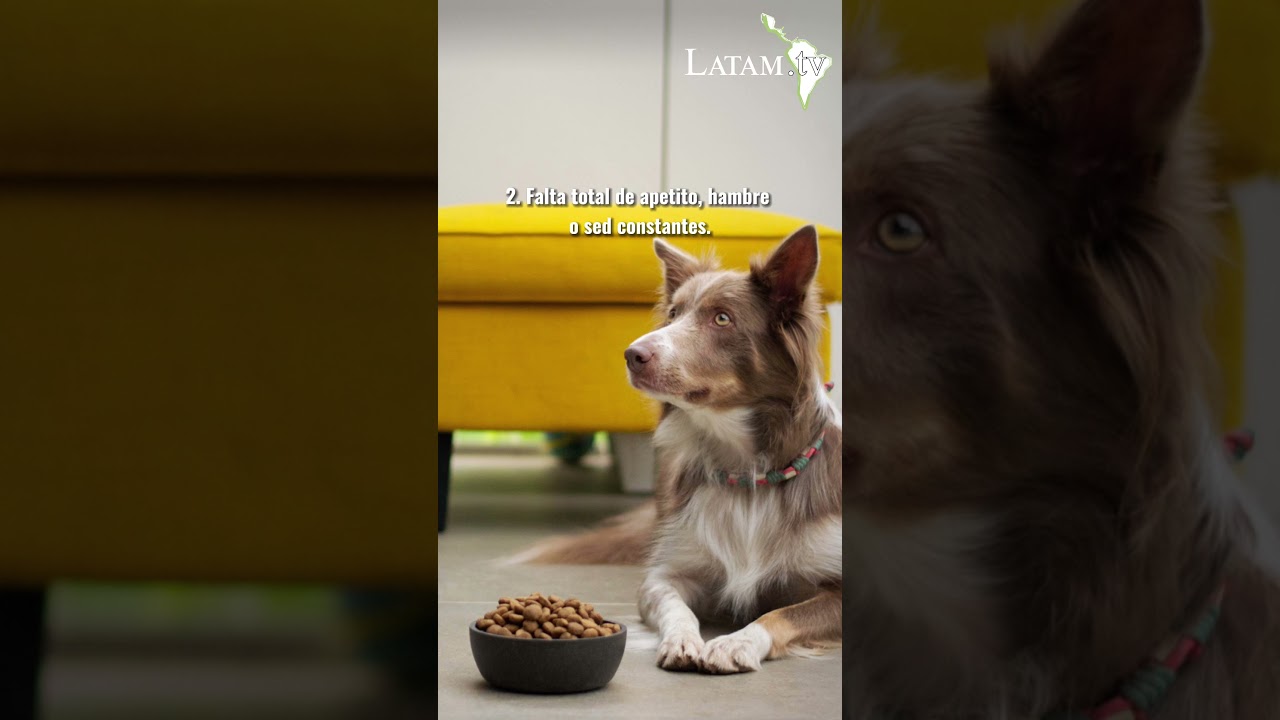 Señales de que es tiempo de dejar partir a tu perro🐕☁️ #perros #mascotas #cuidadoanimal