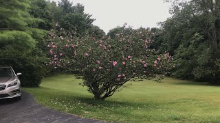how big does a “Rose of Sharon”￼ get (here’s a big one)