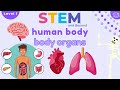 Human Body Organs Science For Kids STEM Home Learning