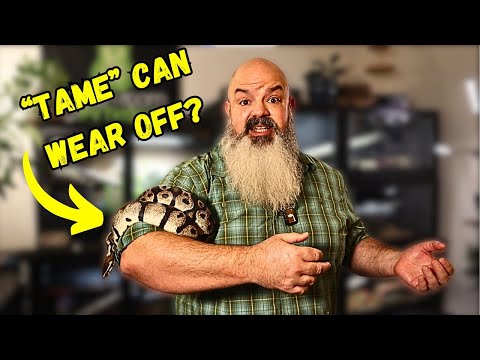 How to KEEP your snake tame
