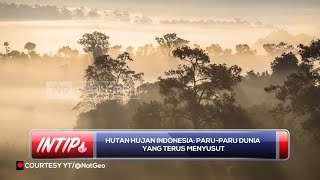 Hutan Hujan Indonesia: Paru Paru Dunia Yang Terus Menyusut - INTIPS