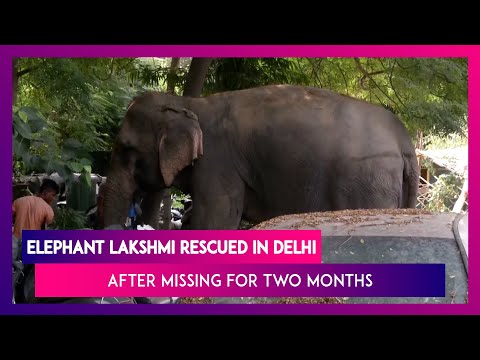 Delhi: Elephant Lakshmi Rescued After Missing For Over Two Months, Mahout Arrested